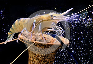 Giant freshwater prawn or giant river shrimp in tank