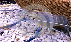 Giant freshwater prawn or giant river shrimp in tank