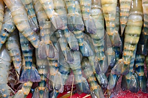 Giant freshwater prawn with ice in thai market