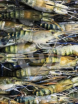 Giant freshwater prawn in the market.