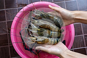 Giant freshwater prawn or river prawn on woman hands. Fresh shrimps on the farm for preparing to sell or cook