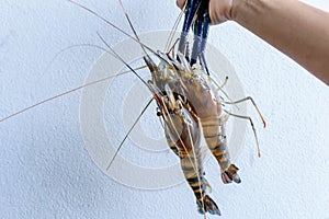 Giant freshwater prawn or river prawn on woman hands. Fresh shrimps on the farm for preparing to sell or cook