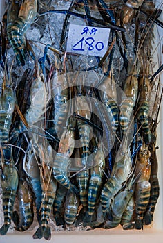 Giant freshwater prawn for sale at fresh food market in Samut Sakhon,Thailand.