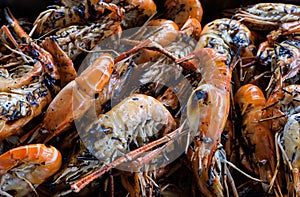 Giant freshwater prawn was grilled in the metal tray