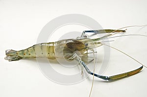 Giant freshwater prawn on white background
