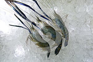 Giant freshwater prawns-Big Headed shrimps Big Fresh shrimp in Thailand market is the giant river prawn or giant freshwater prawn