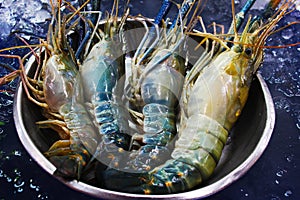 Giant freshwater prawns-Big Headed shrimps-Bigheaded prawns