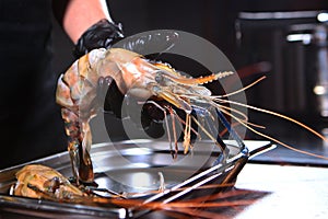 A giant freshwater shrimp in the hands of the chef. Hands in protective gloves. Photo on a black background. Unrecognizable person