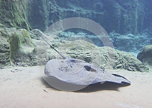 Giant Freshwater Stingray