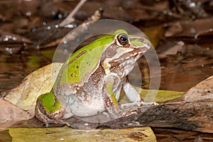 Giant Frog or Northern Snapping Frog