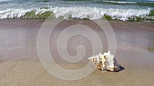 Giant frog Shell on a beach