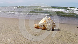 Giant frog shell on a beach