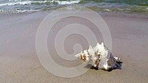 Giant frog shell on a beach