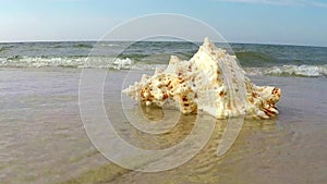 Giant frog shell on a beach