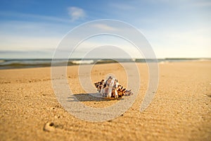 Giant Frog Shell on a beach with surf