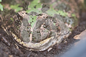 giant frog sitting in his hole in the ground