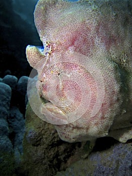 Giant Frogfish