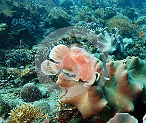 Giant Frogfish