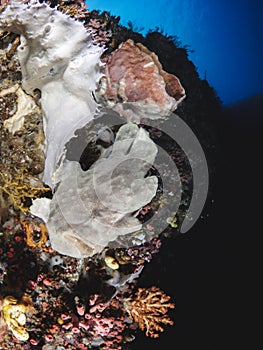 Giant frogfish