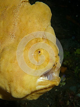 Giant Frogfish