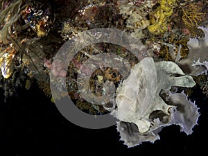 Giant frogfish on a sponge