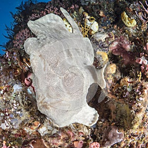 Giant frogfish on a sponge