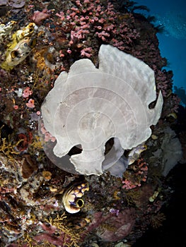 Giant frogfish on a sponge photo