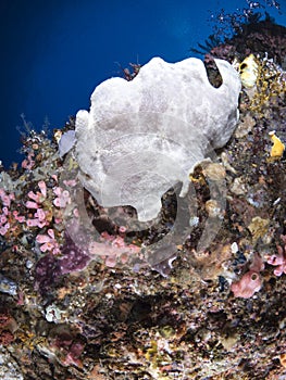 Giant frogfish on a sponge photo