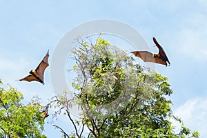 Giant fruit bats flying