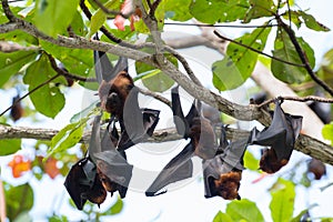 Giant fruit-eating bats
