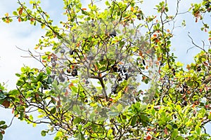 Giant fruit-eating bats