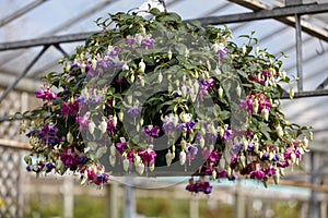 Giant Fuchsia hanging basket flowering plants - stock photo