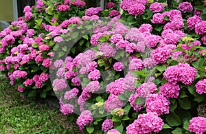 Giant fuchsia hydrangeas in a flowery garden in spring