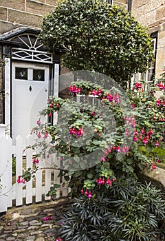 Giant Fuchsia at Robin Hood's Bay, Yorkshire