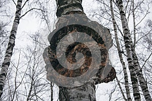 Giant fungus parasite chaga on the trunk of a birch.Shelf fungus medical mushroom.Inonotus obliquus