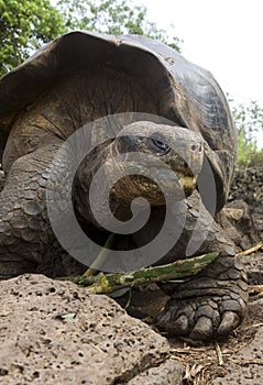 Giant Galapagos Tortoise