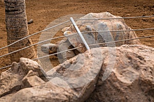 Giant Galapagos Tortoise