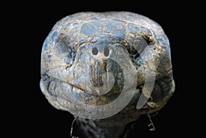 Giant Galapagos tortoise
