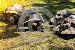 Giant Galapagos tortoise - Chelonoidis nigra moving on green grass. Big old turtle Ancient animal in Park nature. Slowly