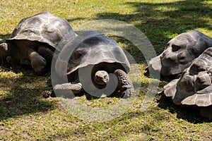 Giant Galapagos tortoise - Chelonoidis nigra moving on green grass. Big old turtle Ancient animal in Park nature. Slowly