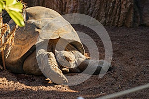 Giant Galapagos tortoise (Chelonoidis nigra) in a zoo of Tenerife (Spain)
