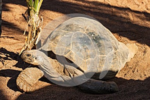 Giant Galapagos tortoise (Chelonoidis nigra) in a zoo of Tenerife (Spain)
