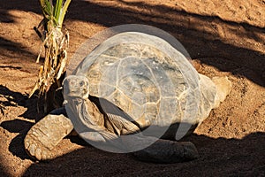 Giant Galapagos tortoise (Chelonoidis nigra) in a zoo of Tenerife (Spain)