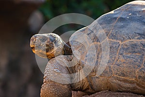 Giant Galapagos tortoise (Chelonoidis nigra) in a zoo of Tenerife (Spain)