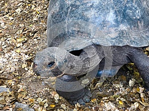 Giant Galapagos tortoise close up, featuring head and shell.