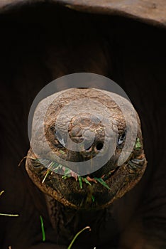 Giant Galapagos Tortoise eating grass