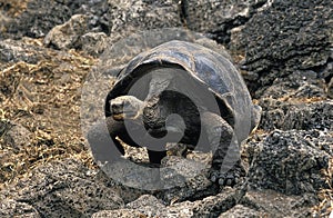 Giant Galapagos Tortoise, geochelone nigra, Adult standing on Rocks, Galapagos Islands