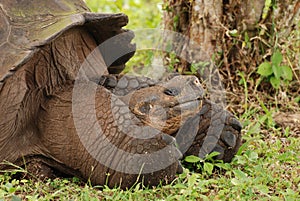 Giant Galapagos Tortoise with large feet. photo
