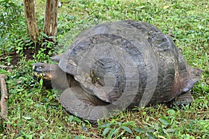 Giant Galapagos tortoise in Santa Cruz Island