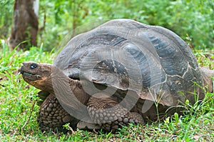 Giant Galapagos tortoise.